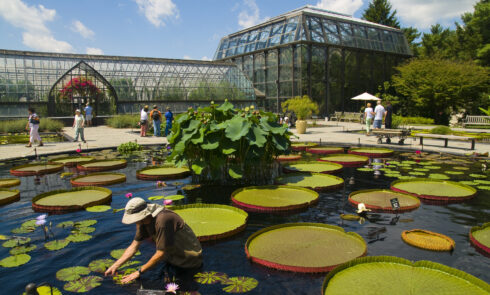 Large lilypads float on top of a pond at a botanical garden.
