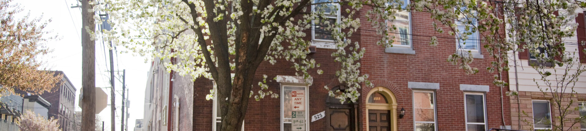 A woman walks down a street with a flowering tree and historic brick building.