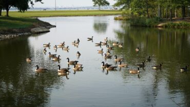 Ducks enjoy a pond in a rural landscape.