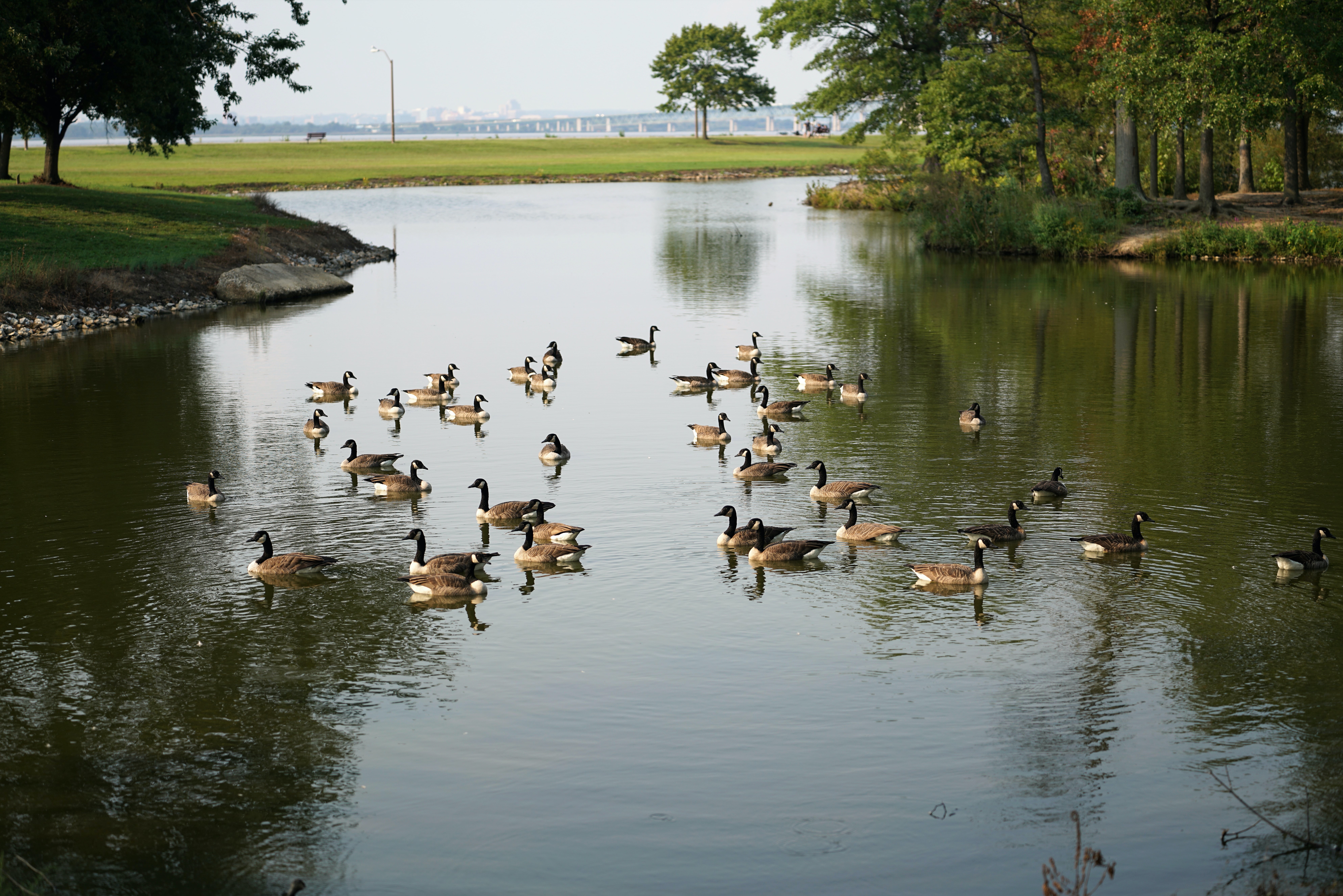 Ducks enjoy a pond in a rural landscape.